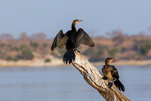 054 Botswana, Chobe NP, afrikaanse aalscholvers.jpg